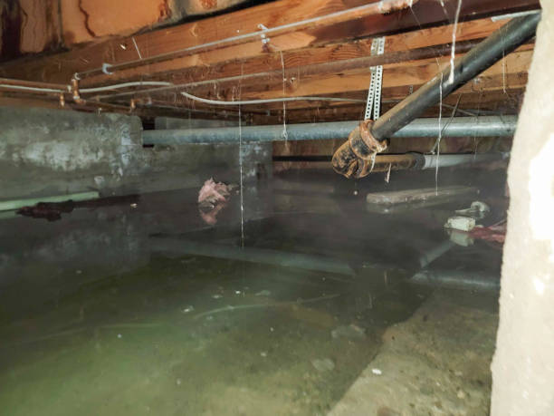 Best Mold removal after water damage  in , AZ